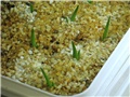 agave seedlings